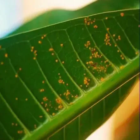 thumbnail for publication: Rusts on Ornamentals in Florida